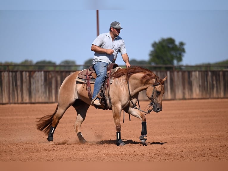 American Quarter Horse Merrie 3 Jaar 152 cm Falbe in Waco
