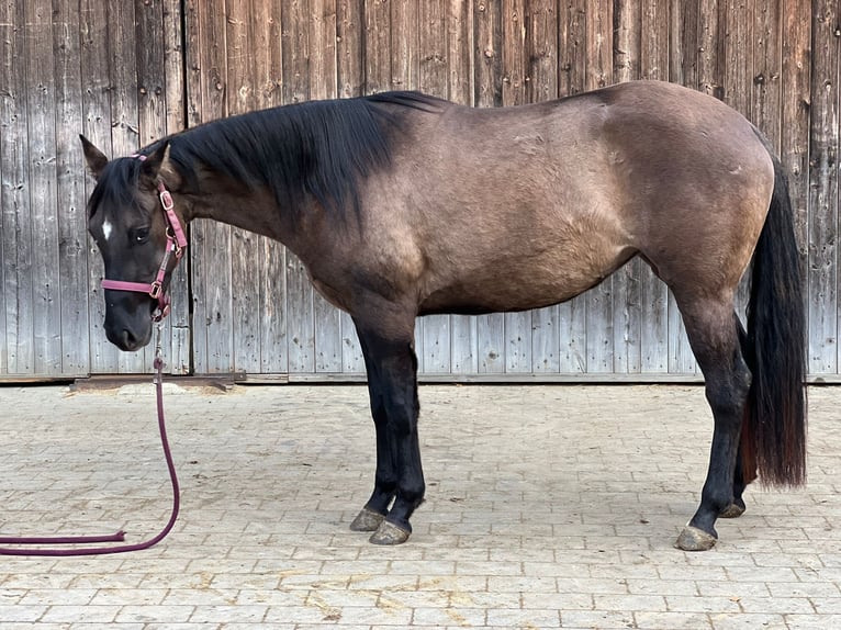 American Quarter Horse Merrie 3 Jaar 152 cm Grullo in Bünde