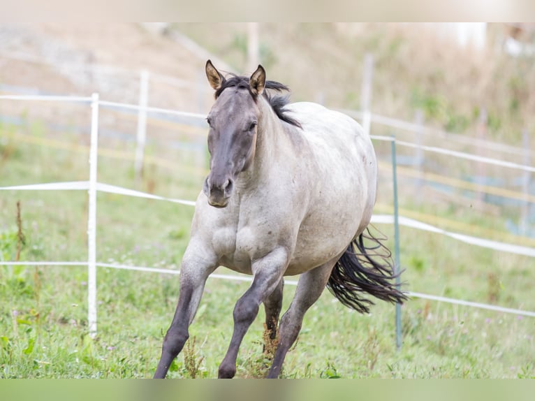 American Quarter Horse Merrie 3 Jaar 152 cm Grullo in Oisnitz