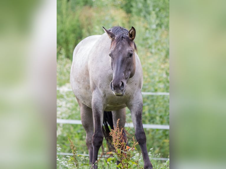 American Quarter Horse Merrie 3 Jaar 152 cm Grullo in Oisnitz