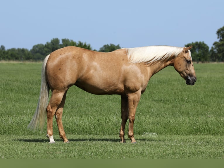 American Quarter Horse Merrie 3 Jaar 152 cm Palomino in Buffalo