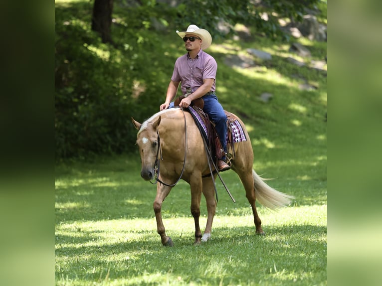 American Quarter Horse Merrie 3 Jaar 152 cm Palomino in Buffalo