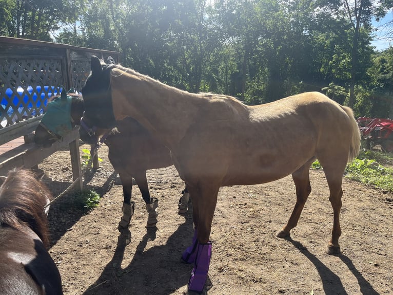 American Quarter Horse Merrie 3 Jaar 152 cm Palomino in Hudson Falls