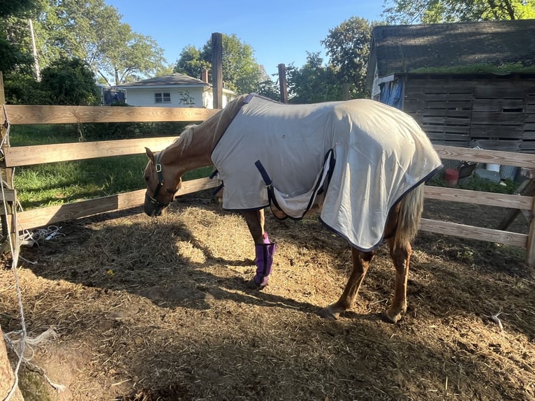 American Quarter Horse Merrie 3 Jaar 152 cm Palomino in Hudson Falls