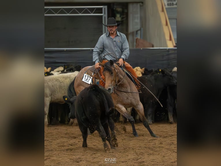 American Quarter Horse Merrie 3 Jaar 152 cm Roan-Bay in Cleveland, GA