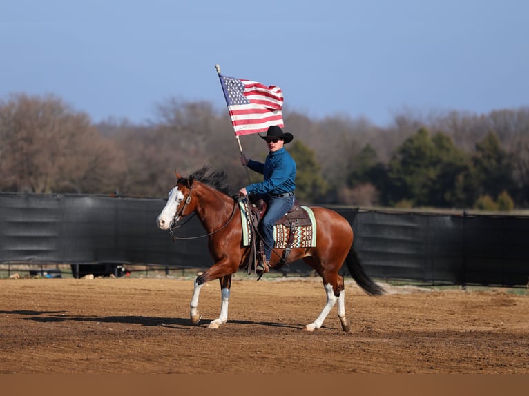 American Quarter Horse Merrie 3 Jaar 152 cm Roodbruin in Buffalo