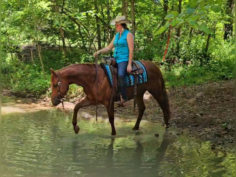 American Quarter Horse Merrie 3 Jaar 152 cm Roodvos in Robards