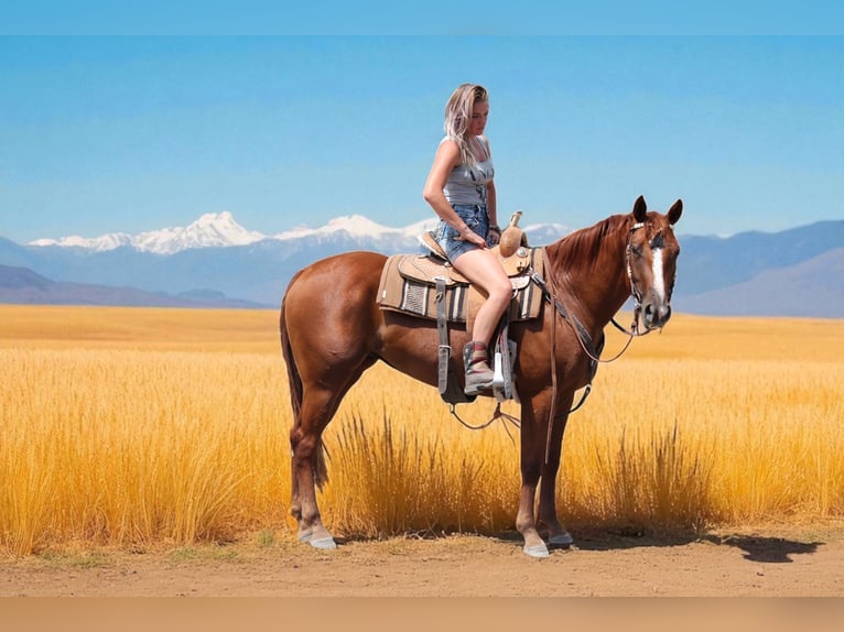 American Quarter Horse Merrie 3 Jaar 152 cm Roodvos in Fort Collins