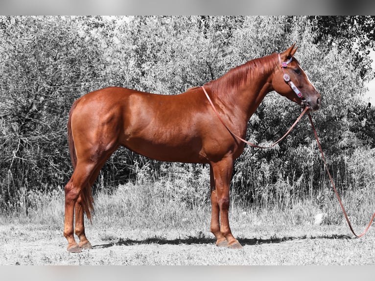 American Quarter Horse Merrie 3 Jaar 152 cm Roodvos in Fort Collins