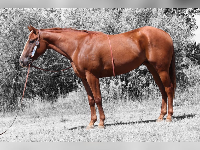 American Quarter Horse Merrie 3 Jaar 152 cm Roodvos in Fort Collins