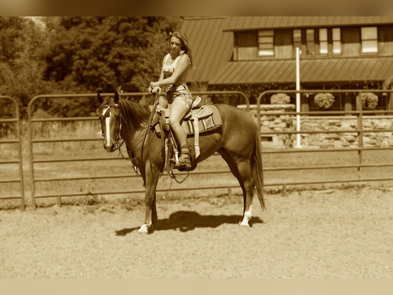 American Quarter Horse Merrie 3 Jaar 152 cm Roodvos in Fort Collins