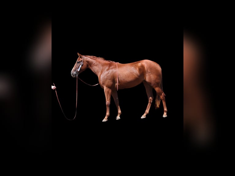 American Quarter Horse Merrie 3 Jaar 152 cm Roodvos in Fort Collins