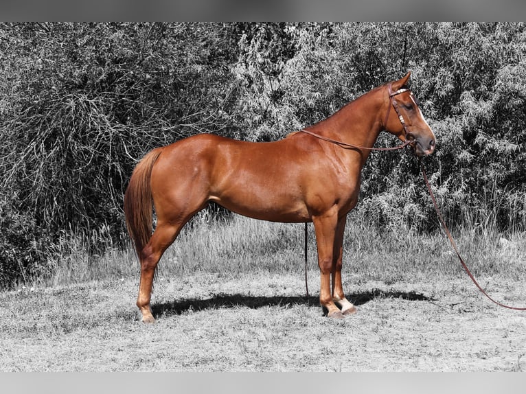 American Quarter Horse Merrie 3 Jaar 152 cm Roodvos in Fort Collins