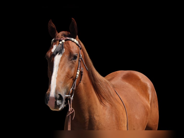 American Quarter Horse Merrie 3 Jaar 152 cm Roodvos in Fort Collins
