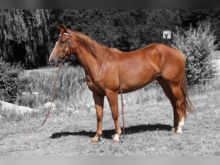 American Quarter Horse Merrie 3 Jaar 152 cm Roodvos in Fort Collins