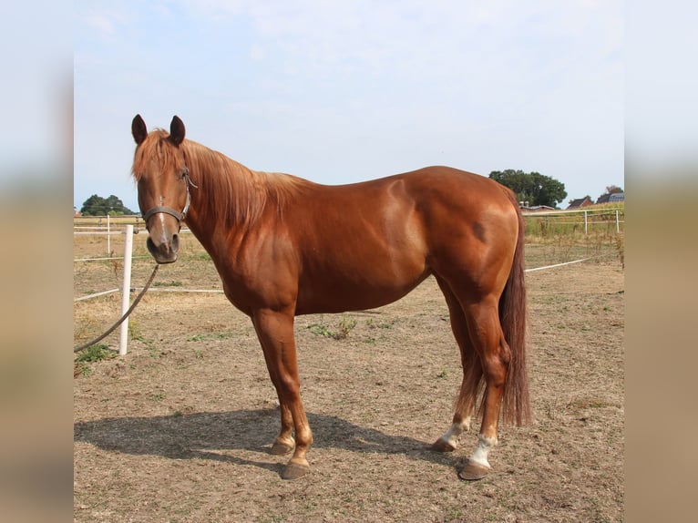 American Quarter Horse Merrie 3 Jaar 152 cm Vos in Rhede