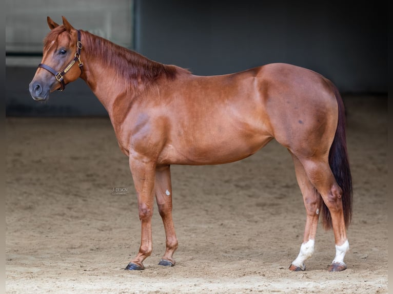 American Quarter Horse Merrie 3 Jaar 152 cm Vos in Eschenau