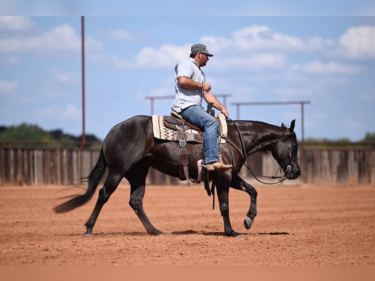 American Quarter Horse Merrie 3 Jaar 152 cm Zwart in Waco