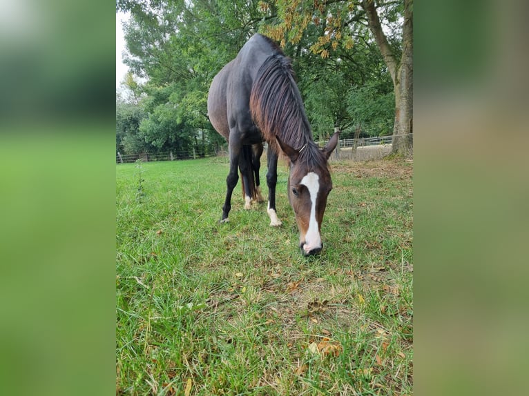 American Quarter Horse Mix Merrie 3 Jaar 153 cm Bruin in Lauenau Lauenau