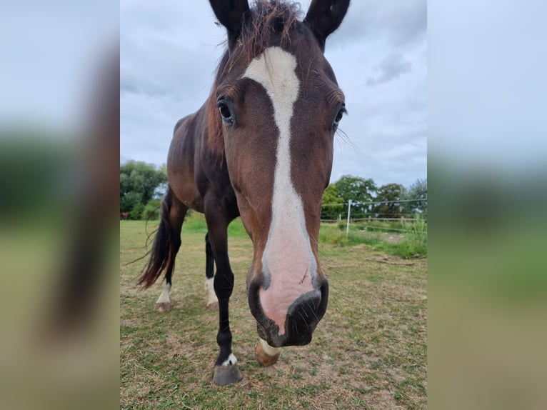 American Quarter Horse Mix Merrie 3 Jaar 153 cm Bruin in Lauenau Lauenau