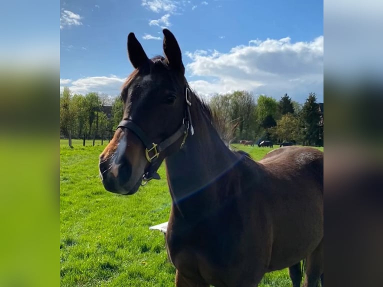 American Quarter Horse Merrie 3 Jaar 153 cm Bruin in Bergkamen