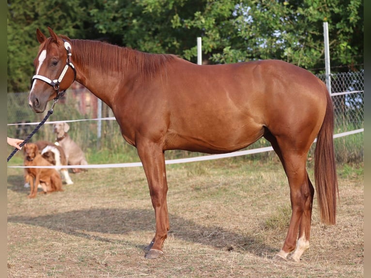 American Quarter Horse Merrie 3 Jaar 153 cm Vos in Herborn