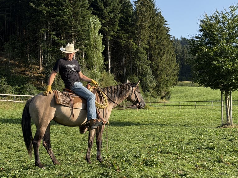 American Quarter Horse Merrie 3 Jaar 154 cm Grullo in Marbach LU