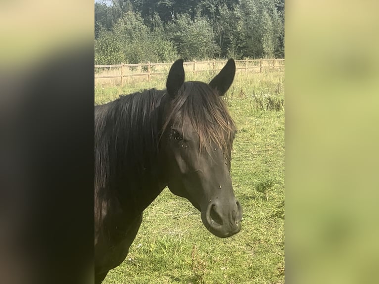 American Quarter Horse Merrie 3 Jaar 154 cm Zwart in Leuvenheim