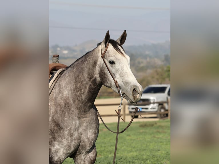 American Quarter Horse Merrie 3 Jaar 155 cm Appelschimmel in Norco