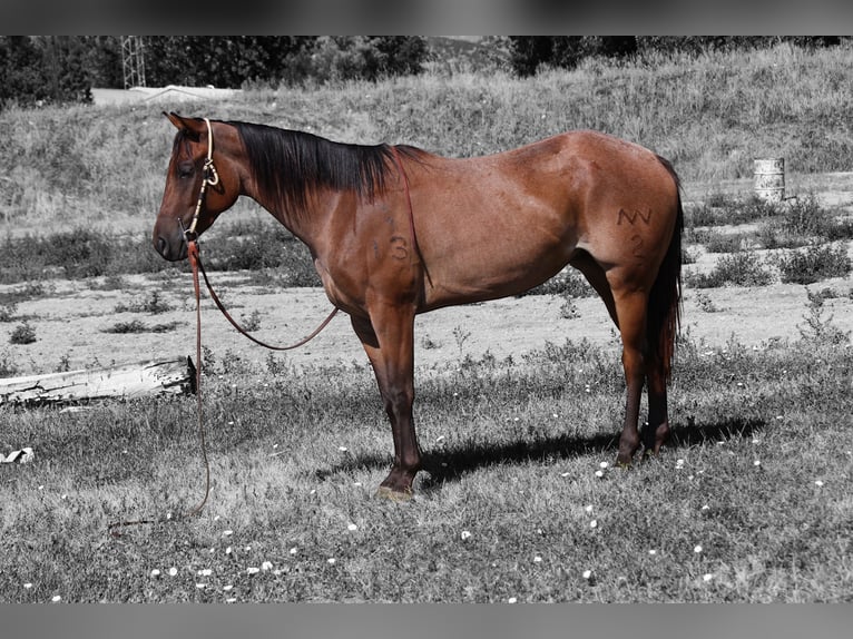 American Quarter Horse Merrie 3 Jaar 155 cm Roan-Bay in Fort Collins