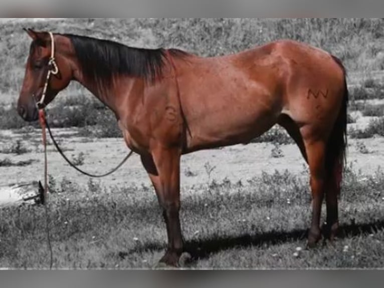 American Quarter Horse Merrie 3 Jaar 155 cm Roan-Bay in Fort Collins