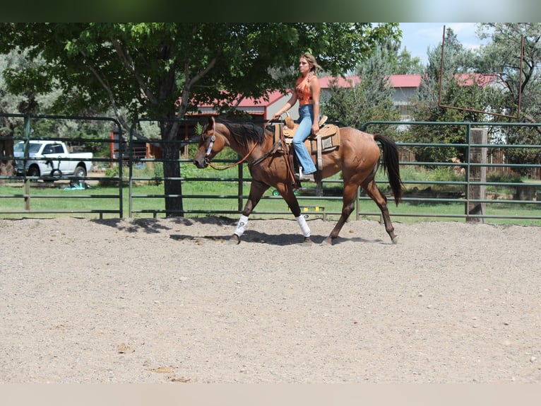 American Quarter Horse Merrie 3 Jaar 155 cm Roan-Bay in Fort Collins