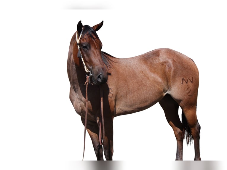 American Quarter Horse Merrie 3 Jaar 155 cm Roan-Bay in Fort Collins