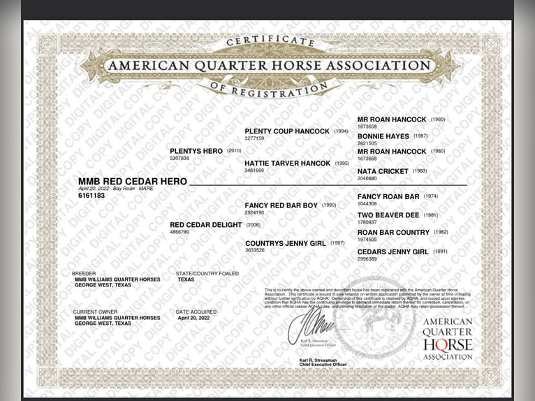 American Quarter Horse Merrie 3 Jaar 155 cm Roan-Bay in Fort Collins
