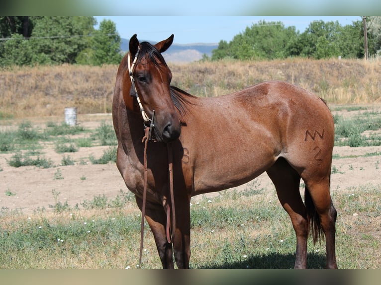 American Quarter Horse Merrie 3 Jaar 155 cm Roan-Bay in Fort Collins