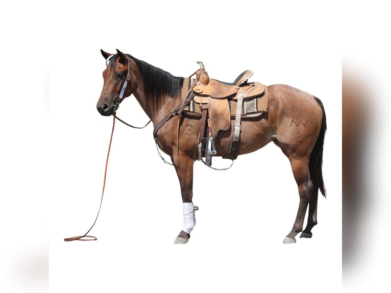 American Quarter Horse Merrie 3 Jaar 155 cm Roan-Bay in Fort Collins