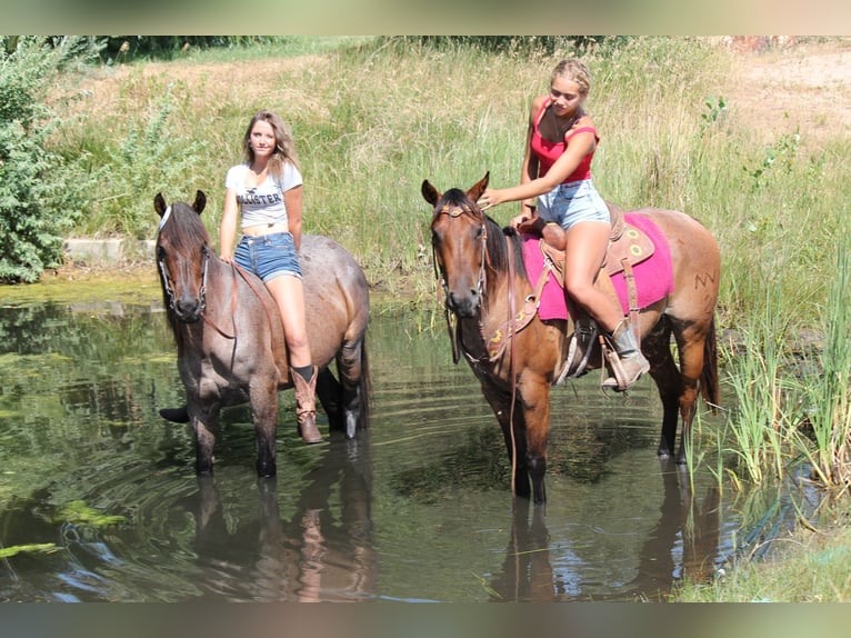 American Quarter Horse Merrie 3 Jaar 155 cm Roan-Bay in Fort Collins