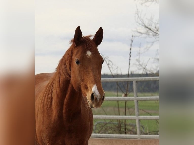 American Quarter Horse Merrie 3 Jaar 155 cm Vos in Kronach