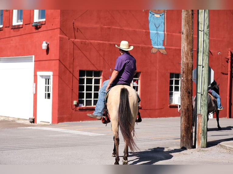 American Quarter Horse Merrie 3 Jaar 157 cm Buckskin in Santa Fe, TN