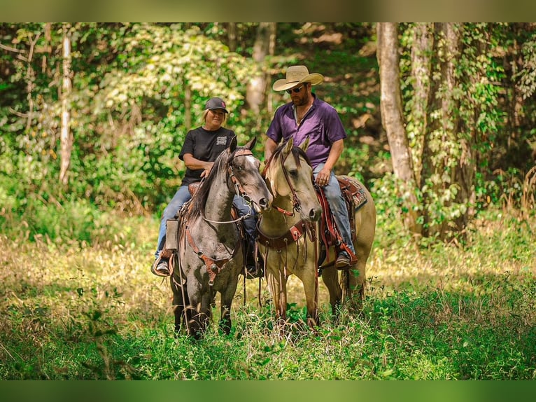 American Quarter Horse Merrie 3 Jaar 157 cm Buckskin in Santa Fe, TN