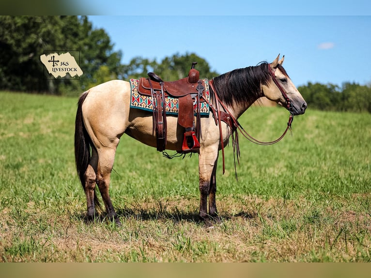 American Quarter Horse Merrie 3 Jaar 157 cm Buckskin in Santa Fe, TN