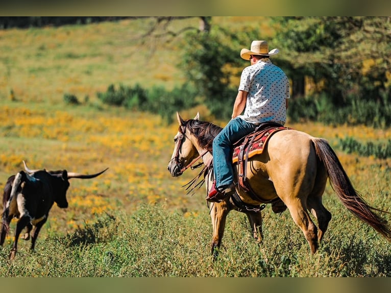 American Quarter Horse Merrie 3 Jaar 157 cm Buckskin in Santa Fe, TN