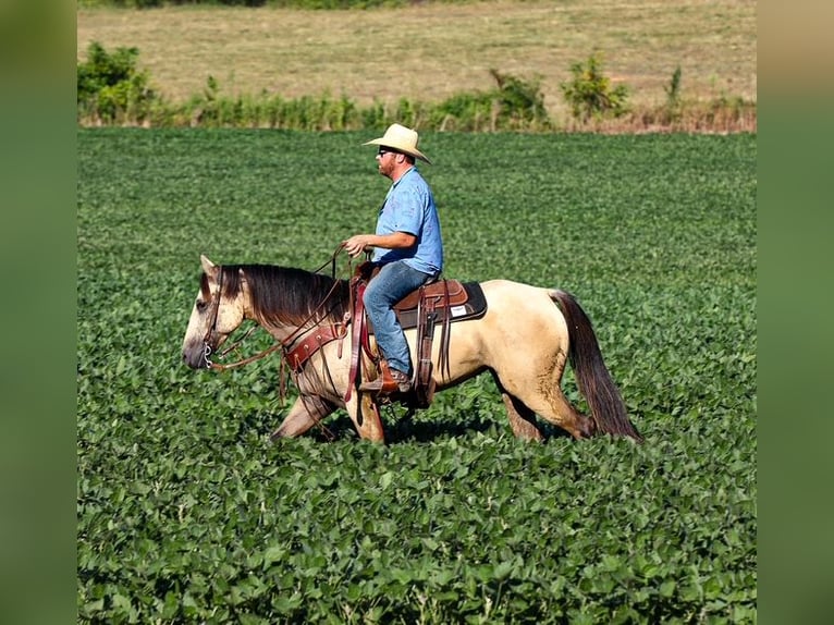 American Quarter Horse Merrie 3 Jaar 157 cm Buckskin in Santa Fe American Quarter Horse Merrie 3 Jaar 157 cm Buckskin in Santa Fe