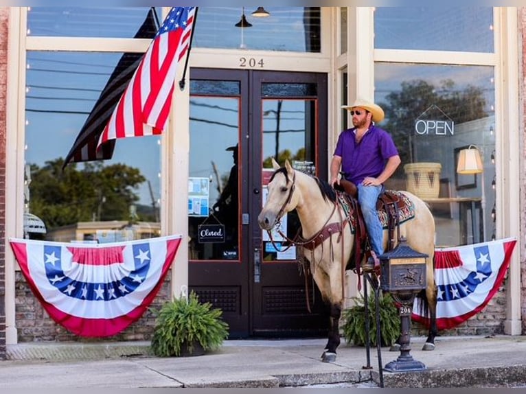 American Quarter Horse Merrie 3 Jaar 157 cm Buckskin in Santa Fe American Quarter Horse Merrie 3 Jaar 157 cm Buckskin in Santa Fe