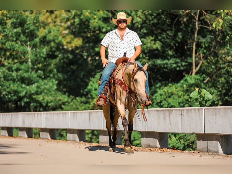 American Quarter Horse Merrie 3 Jaar 157 cm Buckskin in Santa Fe