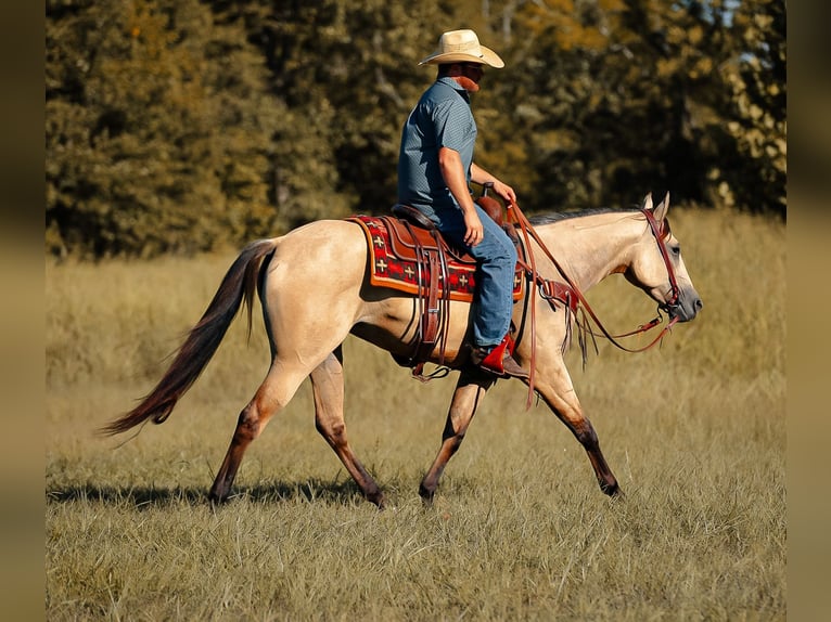 American Quarter Horse Merrie 3 Jaar 157 cm Buckskin in Santa Fe