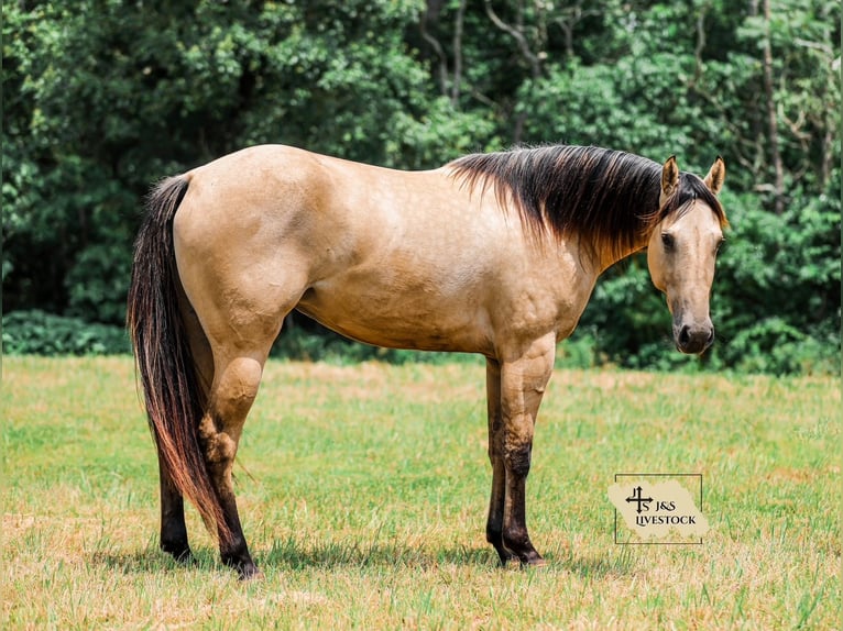 American Quarter Horse Merrie 3 Jaar 157 cm in Santa Fe, TN