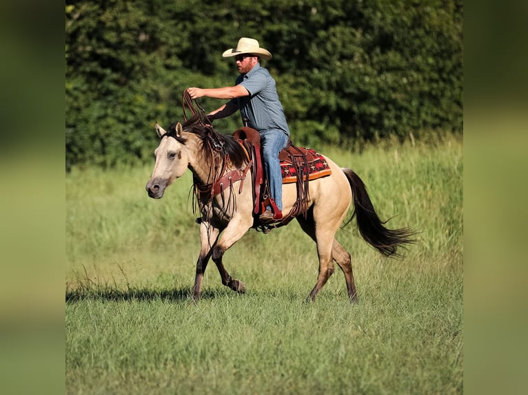 American Quarter Horse Merrie 3 Jaar 157 cm in Santa Fe, TN