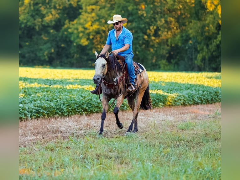 American Quarter Horse Merrie 3 Jaar 157 cm in Santa Fe, TN