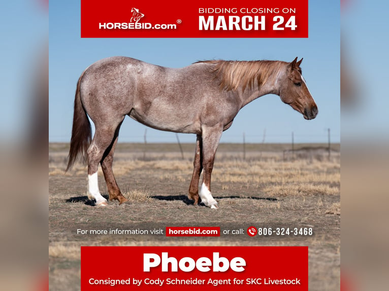 American Quarter Horse Merrie 3 Jaar 157 cm Roan-Red in Canyon, TX